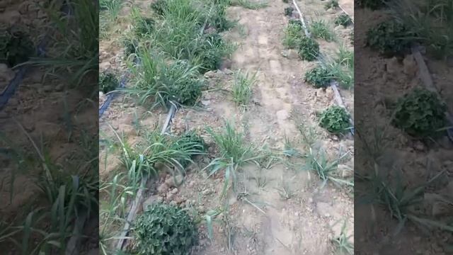 Hrizan Tema Globus Guli 20 iyun 2023 смотреть онлайн