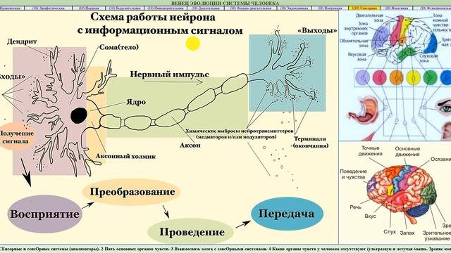 37.11.1 Рецепторы.Сенсорика