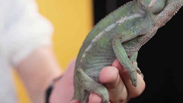 ХАМЕЛЕОН МЕНЯЕТ ЦВЕТ? / ЭКСПЕРИМЕНТ С ЗЕРКАЛЬНОЙ КОРОБКОЙ? смотреть онлайн