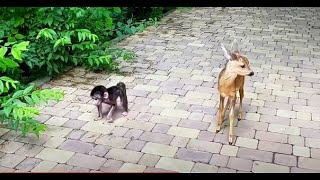 Люся и Мила на прогулке! Люська СКАНДАЛИТ, Мила ВЕСЕЛИТСЯ!