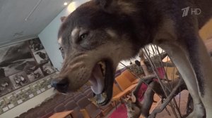 Стаи волков все чаще выходят из леса в разных регионах России