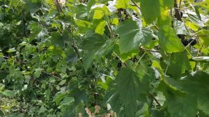 Что выращиваю в огородах на Дальнем Востоке.  What I grow in vegetable gardens in the Far East.