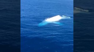 Кит-альбинос