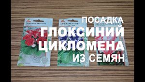 Посадка глоксиний и цикломена из семян в домашних условиях / как вырастить глоксинию?