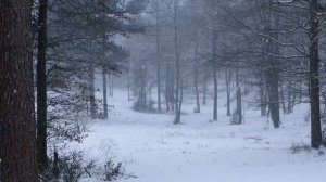 Звуки метели и вьюги в лесу. Зимняя атмосфера в лесу.