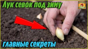 Лук севок ПОД ЗИМУ Самые ВАЖНЫЕ секреты осенней посадки ЛУКА Простой и надежный способ выращивания
