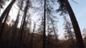 Охота на изюбря на реву в Якутии 2020