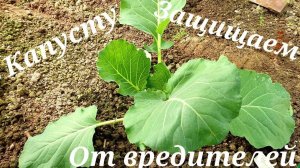 Если посадить КАПУСТУ ТАК - гусеницы ее не тронут.ПЕРВАЯ ПОДКОРМКА, что кладу в лунку.