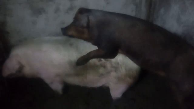 Дюрок.развязываем молодого. смотреть онлайн