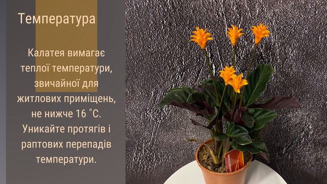 Калатея "Кроката"  🌹🪴🌺   Секрети догляду за кімнатною красунею!