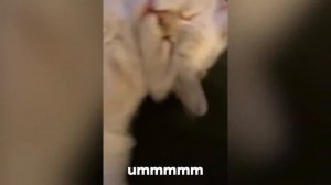 Aww😘 Cute Cats🐈 Speaking English Fluently😎 #Cats #Cat #Pet #Pets #CuteCats #CatLove #Kitten #PetLov