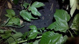 Как поймать выползков для ловли сома