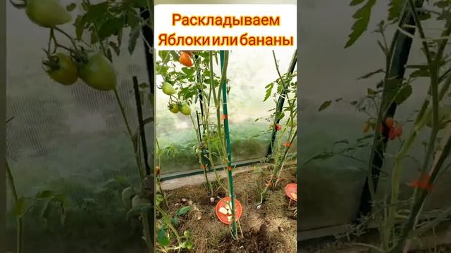 ускоряем созревание томатов