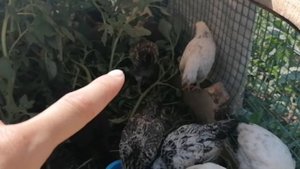 Моим цыплятам 6 недель! Цыплята переехали в новое место, где много травы