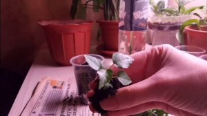 Фикус священный Эдем. 7 месяцев за 7 минут! Из семян во взрослое растение ?