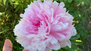Peony Ensign Moriarty((Lins) , channel YouTube : PEONIES-ALL ABOUT THEM (ПІОНИ-ВСЕ ПРО НИХ)