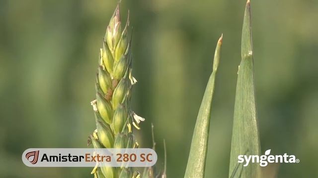 Kakvi su efekti fungicida Amistar extra® 280 SC смотреть онлайн