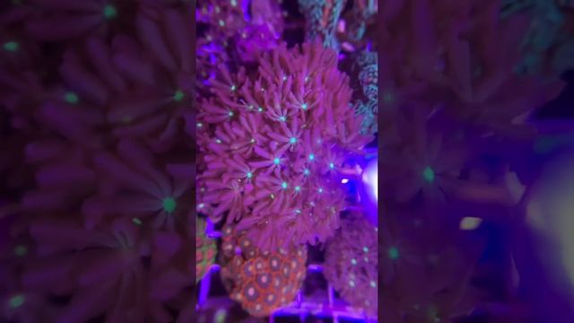 Фраговик | Морской аквариум #акванутый #кораллы #морскойаквариум #coralreef смотреть онлайн