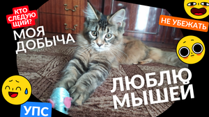 Котёнок мейн-кун  ловит мышь, 4 месяца