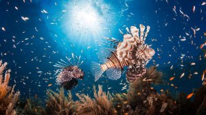Волшебные звуки подводного мира | Звуки воды