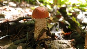 Благородные грибы в Смоленской области.