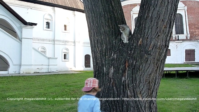 забавная кошка в Рязанском Кремле funny cat in the Ryazan Kremlin