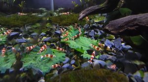 Креветки "Кристаллы" поедают листья крапивы. Это невероятно! (shrimp in my aquarium)