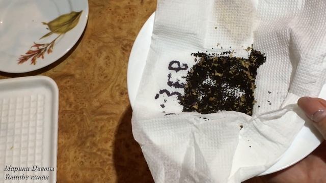 Львиный зев ампельный. Особенности мелкопыльных семян. смотреть онлайн