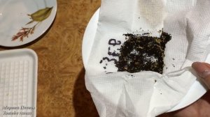 Львиный зев ампельный. Особенности мелкопыльных семян.