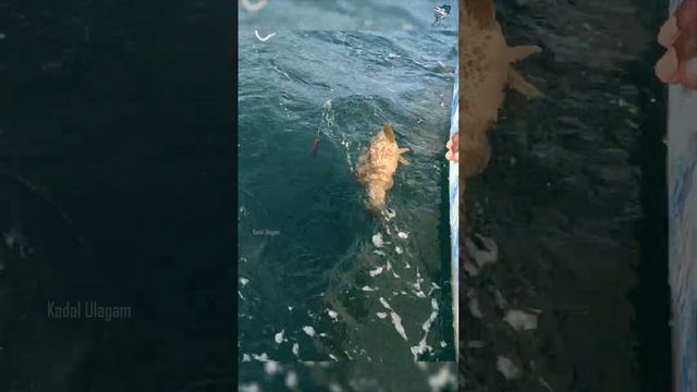 Catching Grouper in the Deep Sea #fishing #fishingvideo #grouperfish