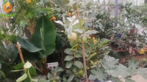 Апельсин "Кара Кара вариегатный" C.sinensis "Сara Cara Navel variegata"