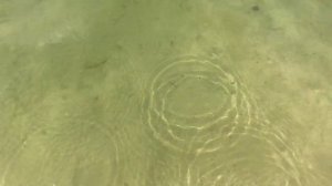 Отдых 2020 на чистом лесном озере Киевская область | #Київська_область Небрат озеро