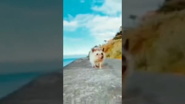 Ежик бежит смотреть онлайн