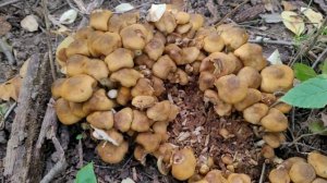 Honey Mushrooms|| Armillaria Mellea|| Nceb Suab Thaj