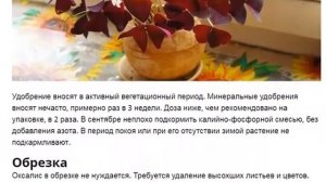 Оксалис Кислица  Как ухаживать за оксалисом, кислицей в домашних условиях