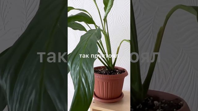 Лайфхак как спасти спатифилум, который опустил  листья🍃