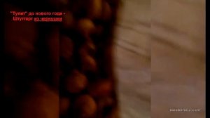 Хранение лука Штутгарт из Чернушки