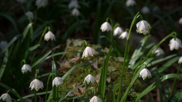 LEUCOJUM VERNUM - Märzenbecherblüte auf der Schwäbischen Alb смотреть онлайн