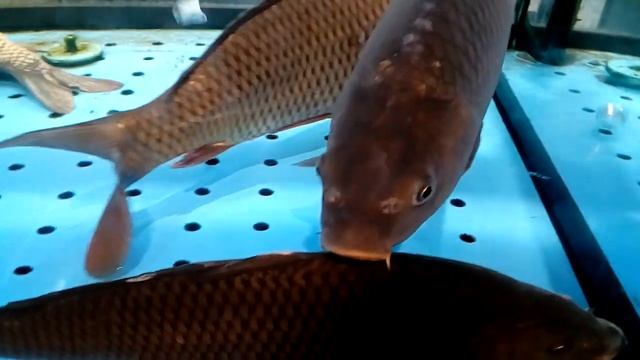 Ловись рыбка большая и маленькая смотреть онлайн