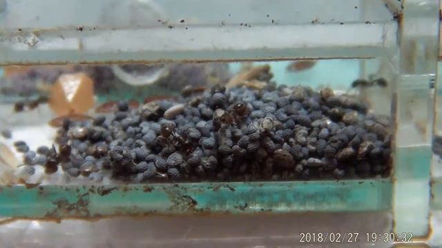 месер сушка зерна смотреть онлайн