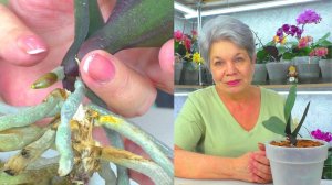 Орхидея не живет, но и не умирает. "Ark's Ray". Даю ПОСЛЕДНИЙ шанс для выживания...