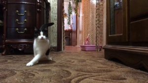 Кошка приносит мышь