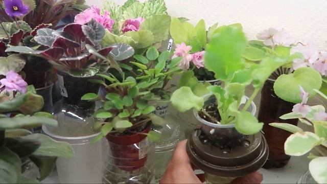 Цветение фиалок смотреть онлайн