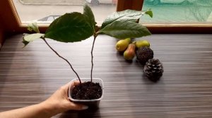 Мушмула Шесек Что это за фрукт Выращивание