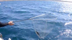 Ловля пеламиды в Черном море.MOV