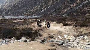 ТРЕК К ЭВЕРЕСТУ. ВОСХОЖДЕНИЕ НА КАЛА ПАТТАР  НЕПАЛ: трек к базовому лагерю Эвереста, перелет в Лукл