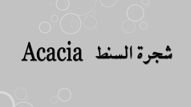 How to pronounce Acacia l Acacia إزاي أنطق смотреть онлайн
