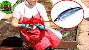 Я положила рыбу в лунку с рассадой томатов и была в ШОКЕ!!!