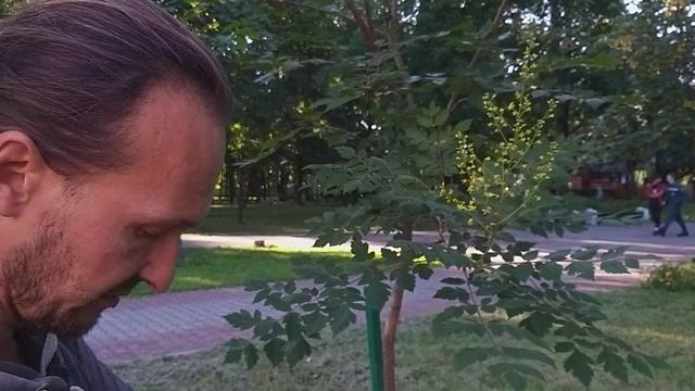 Кёльрейтерия метельчатая в Бресте