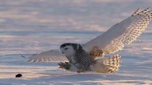 Знакомьтесь; Полярная сова